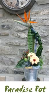 Paradise Pot