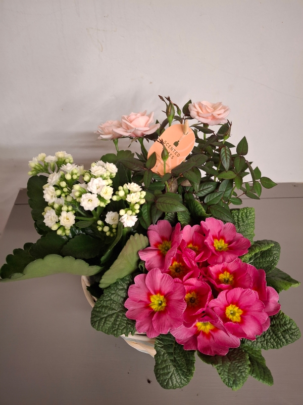 Mother’s Day planter